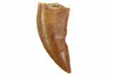 Serrated, Raptor Tooth - Real Dinosaur Tooth #80060-1